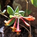 Arizona Honeysuckle - Photo (c) Billy Griswold, all rights reserved, uploaded by Billy Griswold