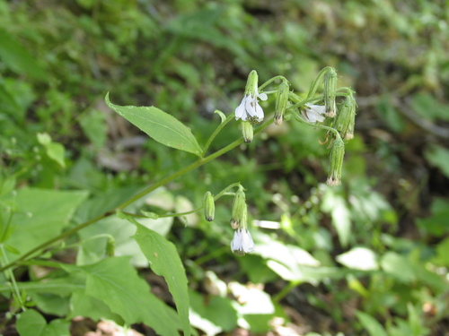 western rattlesnakeroot (Prenanthes alata)