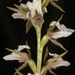 Broad-lipped Leek Orchid - Photo (c) Shawn Ryan, all rights reserved, uploaded by Shawn Ryan