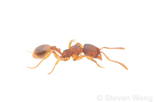 Stenamma schmittiiStenamma schmittii
