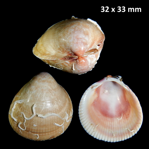Norwegian Egg Cockle
