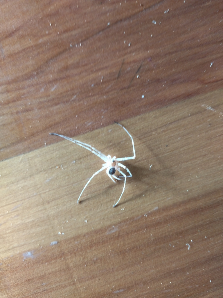 Typical Two-tailed Spiders from Kuku, Kenya on April 8, 2022 at 07:36 ...