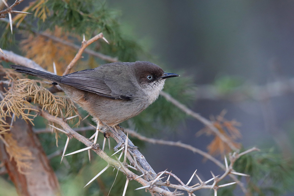 Yemen Warbler photo