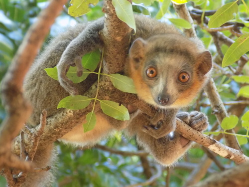 Mongoose Lemur
