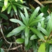 Podocarpus macrophyllus macrophyllus - Photo (c) yongzhe, todos los derechos reservados, subido por yongzhe