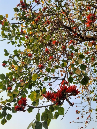 Indian coral tree