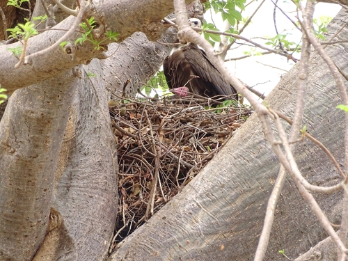 Hooded Vulture