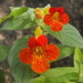 Achimenes antirrhina - Photo (c) Edgar Salmerón Barrera, todos los derechos reservados, subido por Edgar Salmerón Barrera