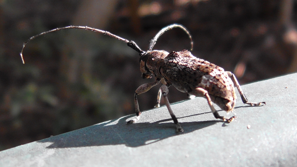 Ancita from Watsonville QLD 4887, Australia on April 04, 2022 at 04:21 ...