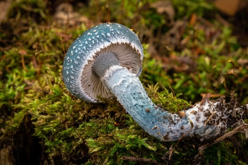 Blue Roundhead
