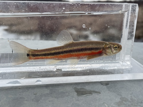 Northern Pearl Dace