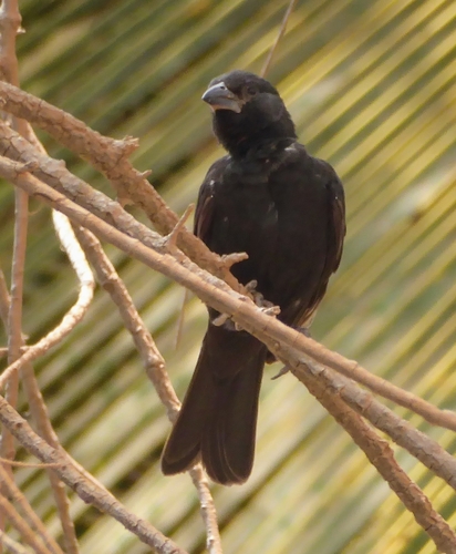 White-billed Buffalo-Weaver