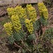 Euphorbia characias wulfenii - Photo (c) Tig, todos los derechos reservados, subido por Tig