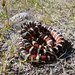 Arizona Mountain Kingsnake - Photo (c) Leslie Ruyle, all rights reserved