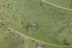 Image of Leptopharsa furculata
