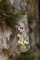 Enchophora rosacea image