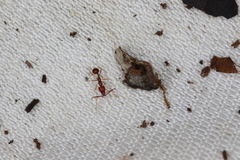 Image of Acanthognathus teledectus