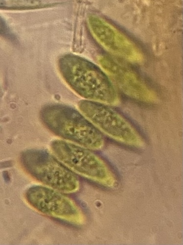 Scenedesmus apiculatus