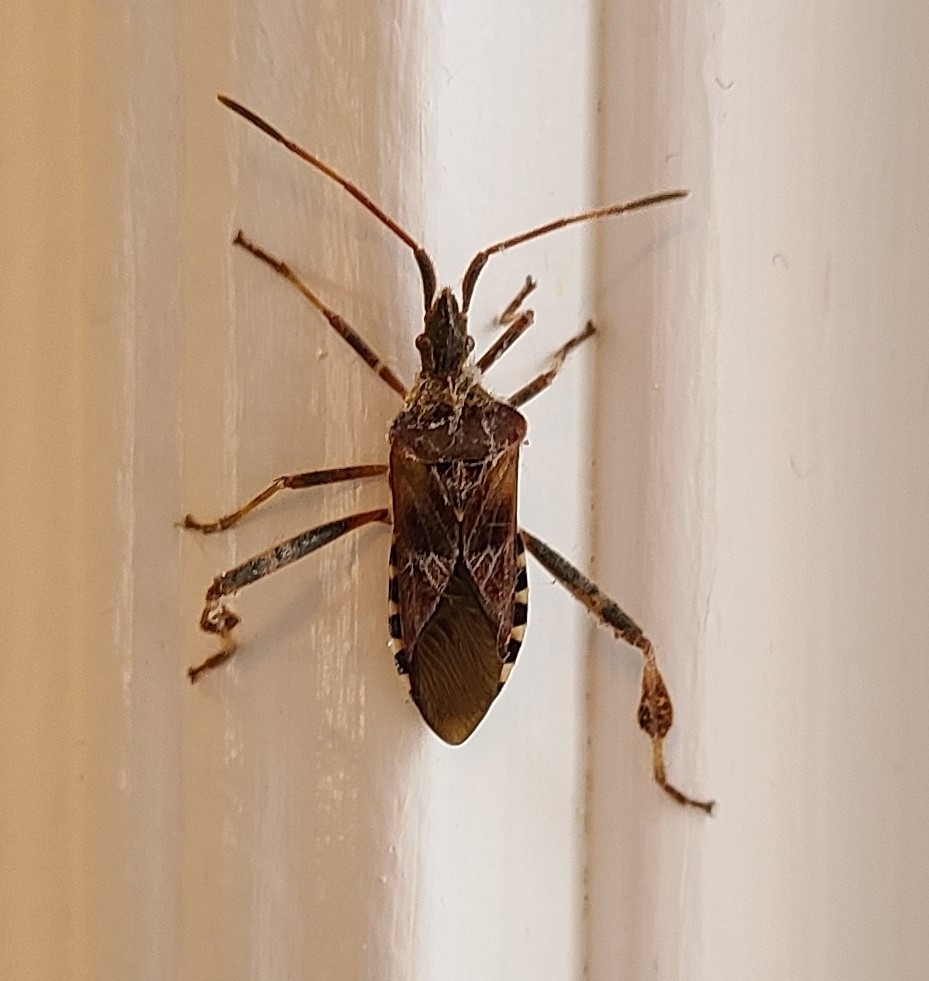 Western Conifer Seed Bug from Guelph, ON N1K 1A2, Canada on April 08 ...