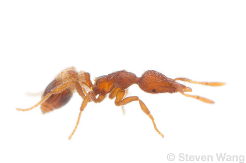 Strumigenys dietrichi