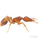 Dietrich’s Mustache Ant - Photo (c) Steven Wang, all rights reserved, uploaded by Steven Wang