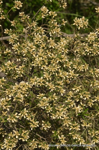 Baccharis heterophylla