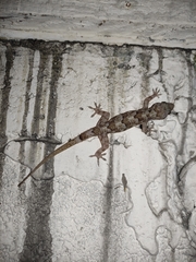 Image of Hemidactylus mabouia
