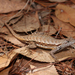 Florida Scrub Lizard - Photo (c) captainjack0000, all rights reserved, uploaded by captainjack0000