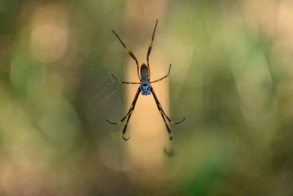 Tiger Spider from One Mile NSW 2316, Australia on April 4, 2022 at 08: ...