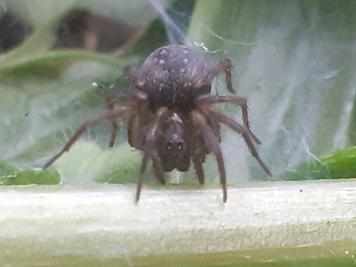 Lycosoides coarctata