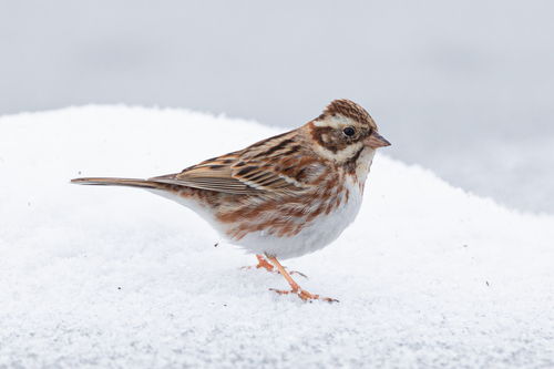 Rustic Bunting
