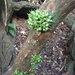 Taxotrophis macrophylla - Photo 由 earthknight 所上傳的 (c) earthknight，保留所有權利