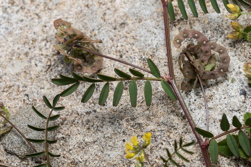 Hippocrepis multisiliquosa