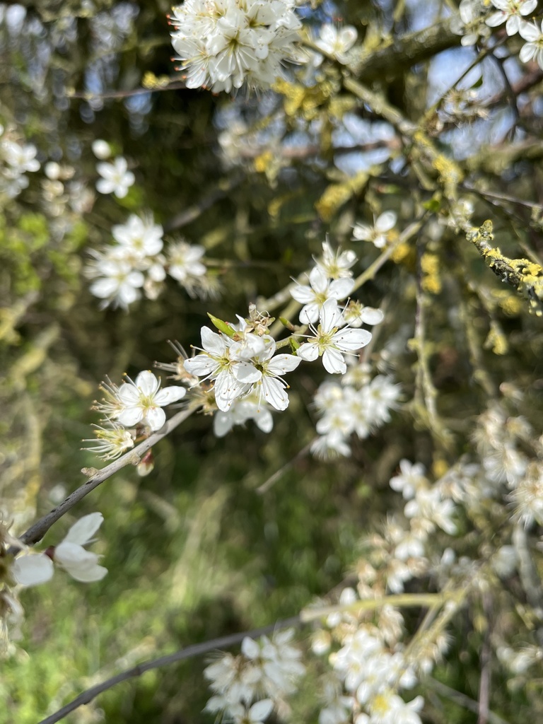 Plums, Cherries, And Allies From Buckinghamshire, England, Gb On April 