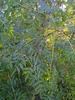 Melia volkensii - Photo (c) Bakari Plants (Bakari Garise), all rights reserved, uploaded by Bakari Plants (Bakari Garise)
