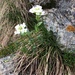Noccaea sylvia - Photo (c) cloper, all rights reserved