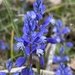 Chalk Milkwort - Photo (c) csj82, all rights reserved, uploaded by csj82