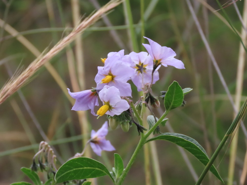 Solanum gonocladum