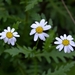 Argyranthemum adauctum - Photo (c) Jorge Hernández López, todos los derechos reservados, subido por Jorge Hernández López