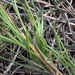 Hemarthria uncinata - Photo 由 John Smith 所上傳的 (c) John Smith，保留所有權利