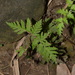 Tectaria devexa - Photo (c) LINDA .EVF, כל הזכויות שמורות, הועלה על ידי LINDA .EVF