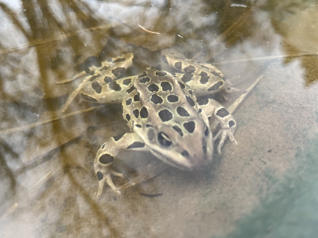 Lithobates pipiens – Northern Leopard Frog