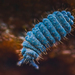 疣跳蟲科 - Photo 由 Lukas Jonaitis 所上傳的 (c) Lukas Jonaitis，保留所有權利