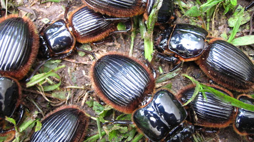 ゴーリーオバケクロツヤムシ (Proculus goryi) · iNaturalist