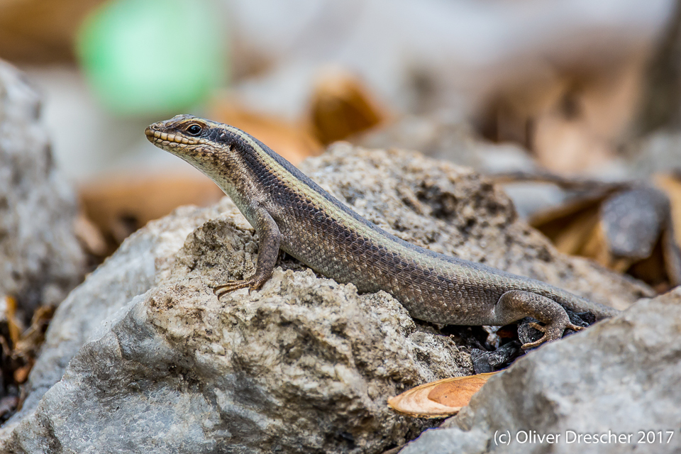 African Striped Skink from Morogoro Rural, Tansania on October 24, 2017 ...