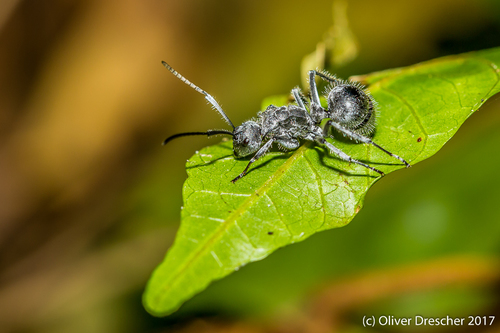 Polyrhachis medusaPolyrhachis medusa