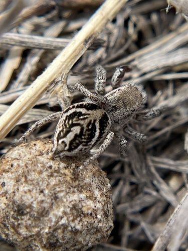 Habronattus cuspidatus