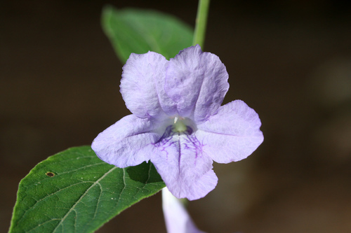 Pursh's wild petunia (Ruellia purshiana)