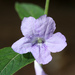 Ruellia purshiana - Photo (c) Flown Kimmerling, todos los derechos reservados, subido por Flown Kimmerling