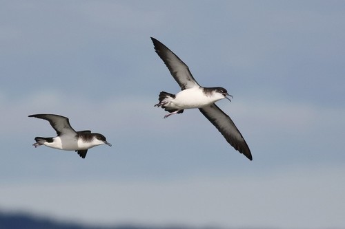Manx Shearwater